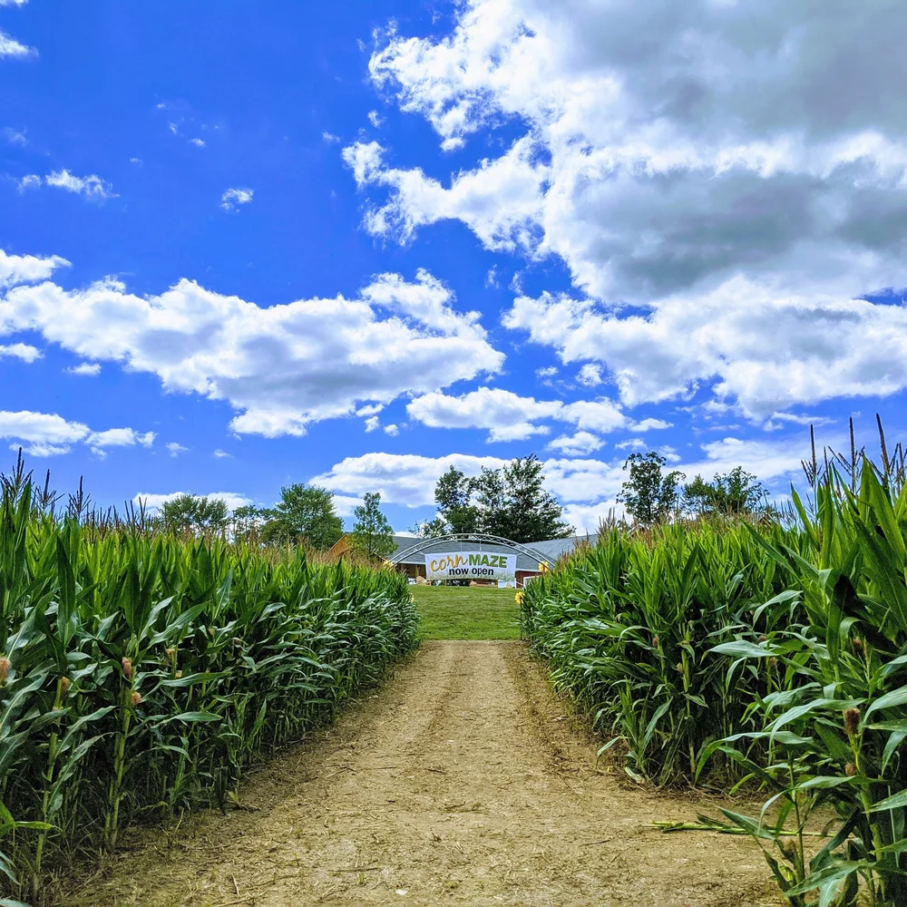 Corn+maze+at+Lake+Metroparks+